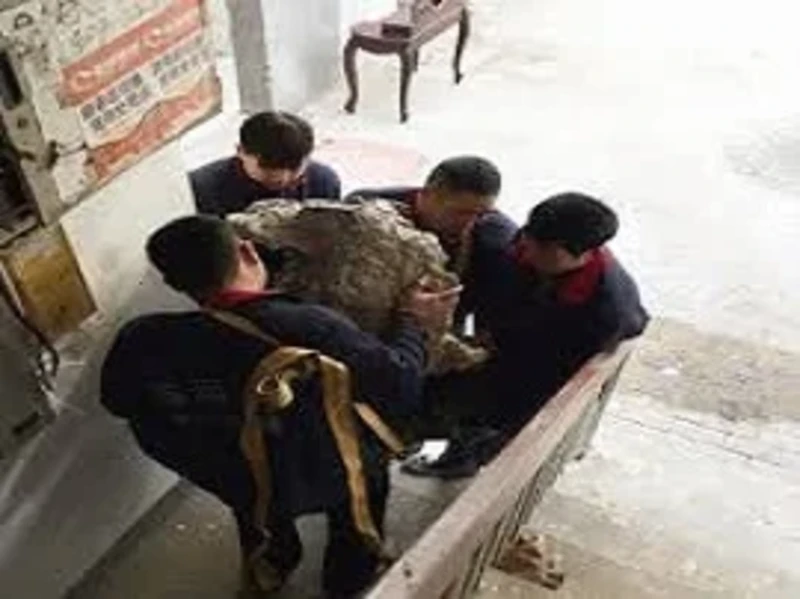 tuncelievdenevetasima